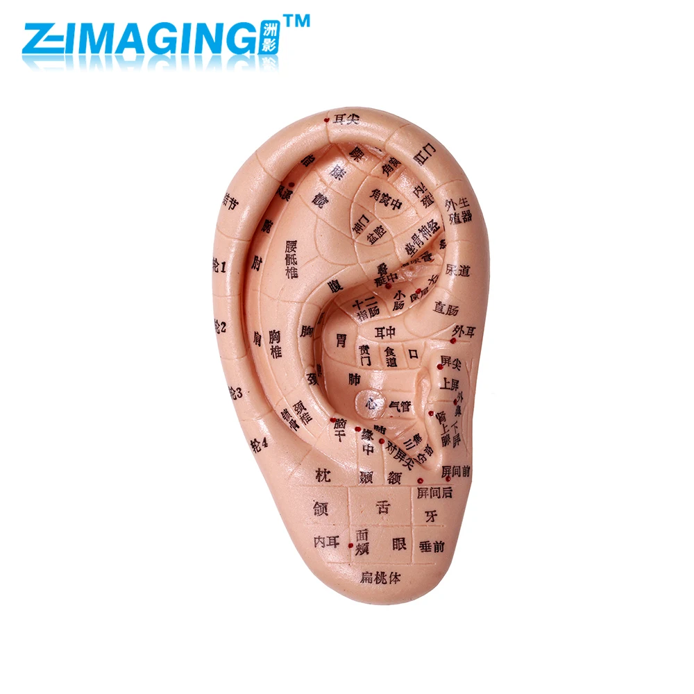 

2015 New! Ear acupuncture earpins model model auricular application model ear acupuncture points model17 English version