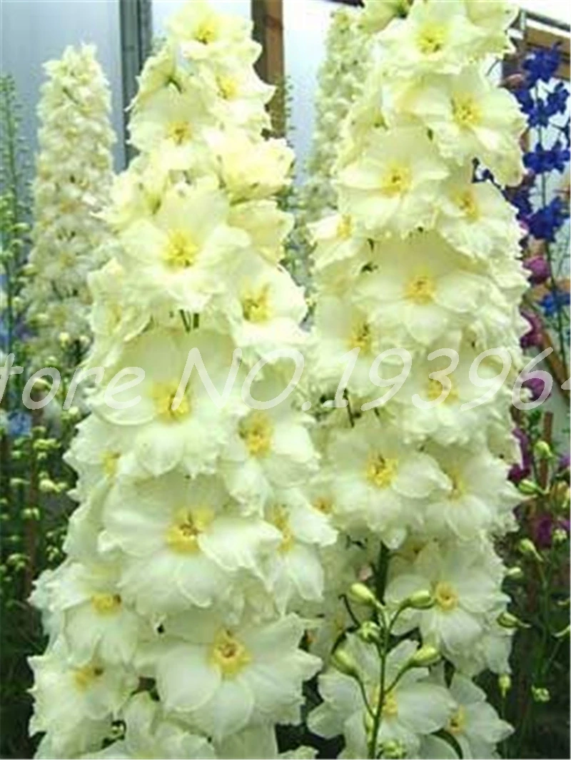 Big Promotion!! 100 Pcs Dendrobium Bonsai, Potted Plant Flower In Bonsai Rare Orchid Plants for Home Garden,The Budding Rate 95%