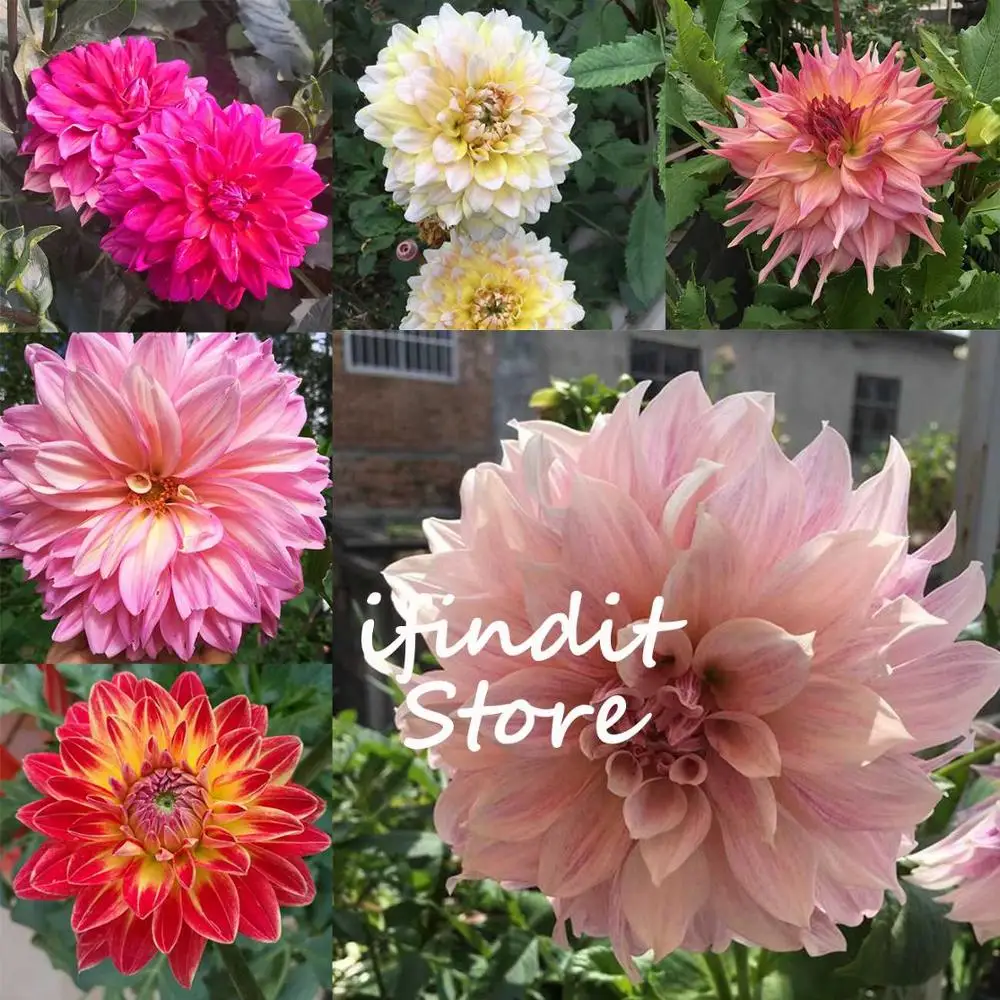 

50pcs Rainbow Dahlia Bonsai Perennial Chinese Pink Red Flower High Germination Rare Plant Potted For Home & Garden Balcony Diy