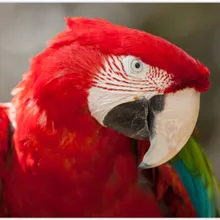 Bordado diamante Алмазная с изображением птицы Картина на заказ лошадь алмазная живопись eigen foto Полный бриллиантовый рисунок Рождество карты павлин