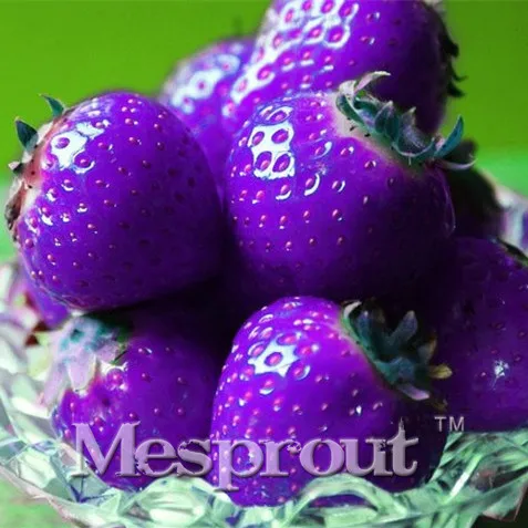 

500/bag Purple Strawberry Bonsai, Rare, Big as a Peach, Fragaria ananassa L. Maximus Strawberry fruit Bonsai for home garden