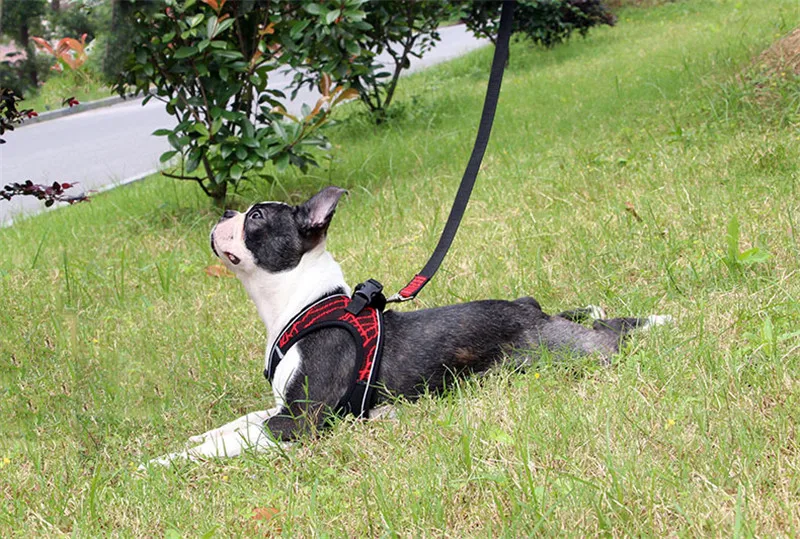 bulldog puppy harness