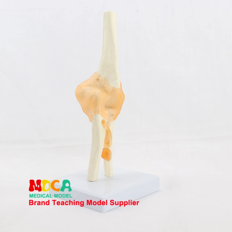 Функциональные локтевого сустава модели локоть Связки bone модель анатомическая учения медицина MGJ002