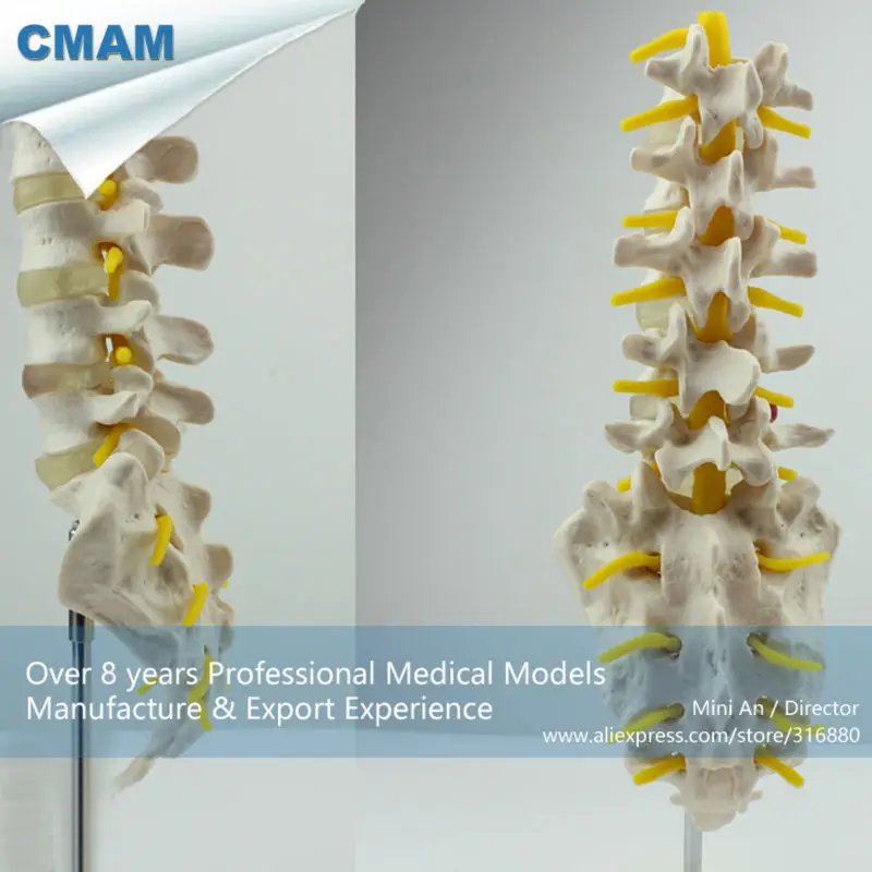 CMAM/12384 Поясничный позвонок, медицинский позвоночник анатомическая модель человека