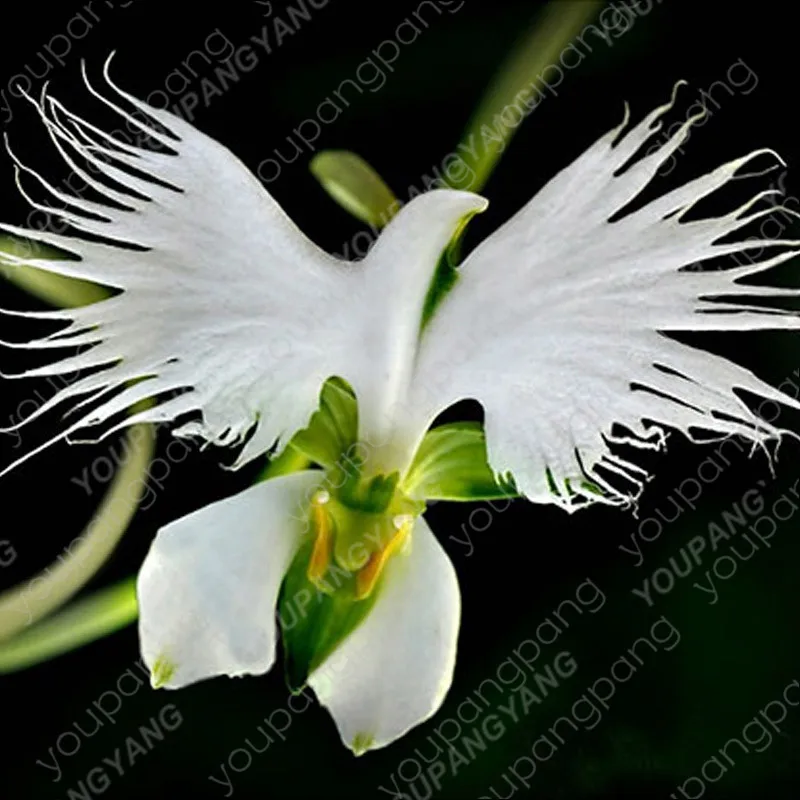 

promotion 2019,100pcs Japanese Radiata plant White Egret Orchid Bonsai flores World's Rare Orchid Flowers Orchid For Garden