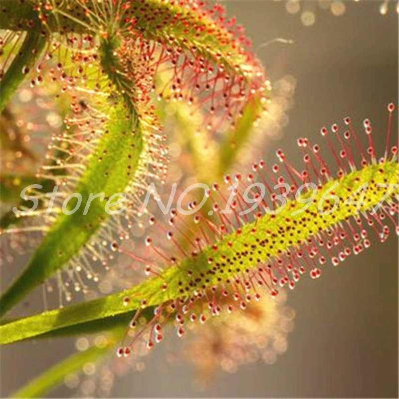 Sale! 100 Pcs/ bag Bonsai Sundew Plants Blue enchantress Carnivorous plant table Pot Drosera peltata Bonsai Radiation Protection