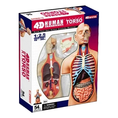 1:2. 5 полуоткрытый манекен анатомическая сборка модель человеческого тела 38 см Бесплатная доставка
