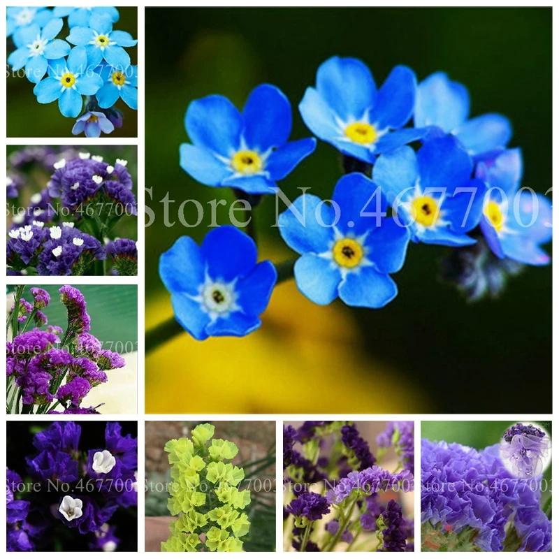 

Myosotis Sylvatica Bonsai Rare Forget Me Not Bonsai Nature Fresh Flower Bonsai Garden Flowers Perennial Plants Woodland 100 PCS