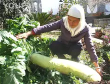 A Packing 200pcs Giant And White Radish Seeds Rare Vegetable Plants Rich In Vc * Good For Salad High Germination In Garden Farm