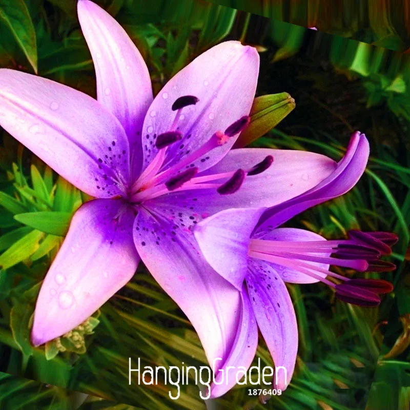 

Sale!50 Pcs/Bag Rare Purple pink Lilium Brownii garden Balcony Bonsai Courtyard Plant Flowers Lily flores,#EEB2GV