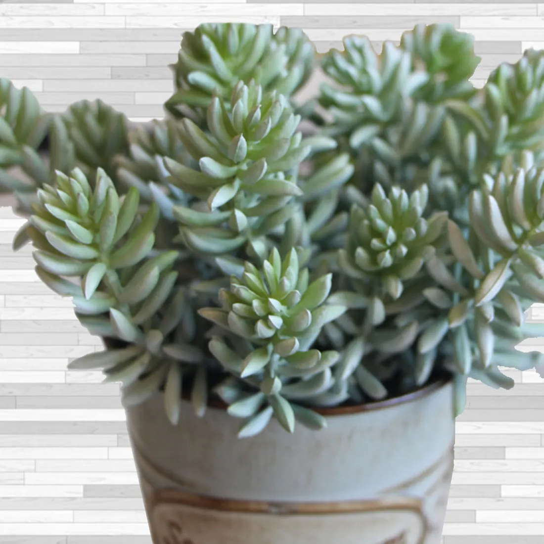 1pcs Artificial Fleshiness Echeveria Succulent Plant Decorative Flower Home Office Balcony Decoration Spring Decorations 1pcs Artificial Fleshiness Echeveria Succulent Plant Decorative Flower Home Office Balcony Decoration Spring Decorations