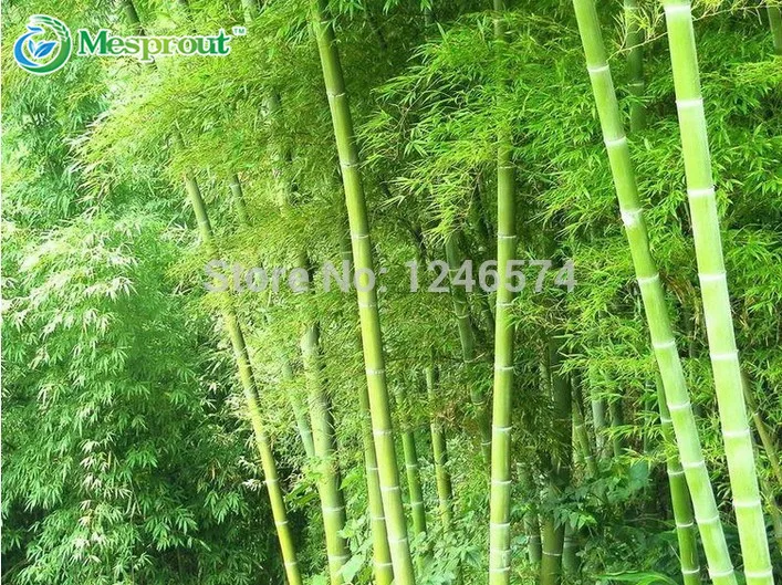 Огромный 100 бонсай гигантский Phyllostachys Pubescens Moso Bamboo бонсай Hardy-Giant