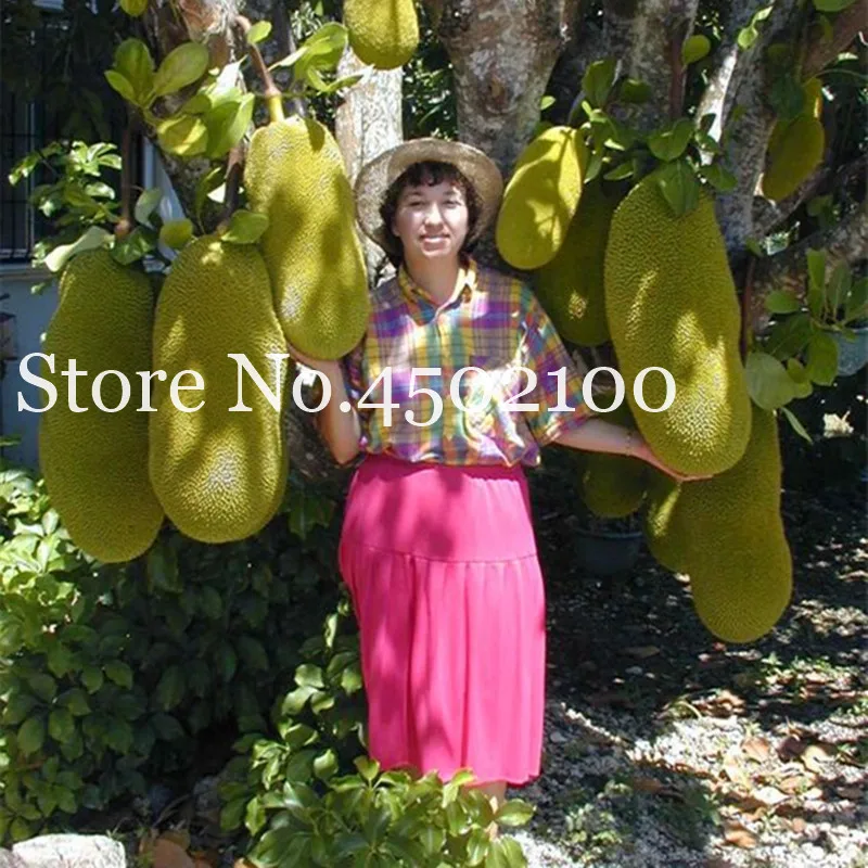 

5 Pcs Fresh Jackfruit Bonsai Fruit Trees Tropical Rare Giant Tree Miracle Fruit Garden Plant Big Flowering Plant Free Shipping