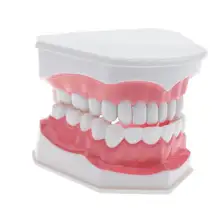 Adult Dental Teeth Model and Toothbrush with Removable High-Grade Teeth Teaching Study Model Oral Care цена Adult Dental Teeth Model and Toothbrush with Removable High-Grade Teeth Teaching Study Model Oral Care цены онлайн