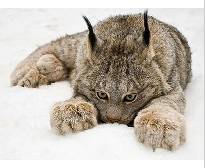 

Diamond Mosaic Diy 5D Diamond Embroidery Lazy Cat Lying In Bed 3D Diamond Painting Cross Stitch Floral Rhinestone Decoration Kit