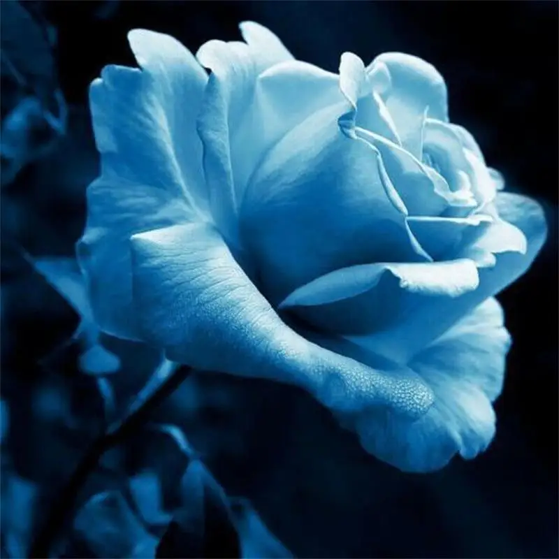 Светильник бонсай голубой розы Редкие Семена растений 100 шт дешево - Цвет: same as picture