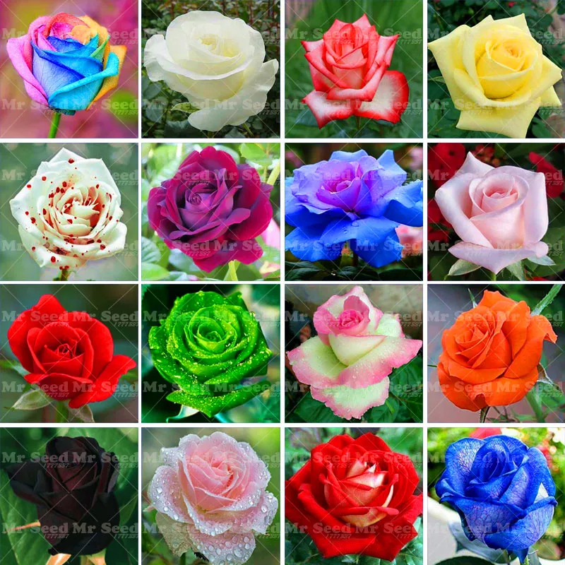 50 шт. разные цвета китайская Роза бонсай цветок, растение, свадебная брошь, красивые многолетние Роза завод Редкие растения на балконе