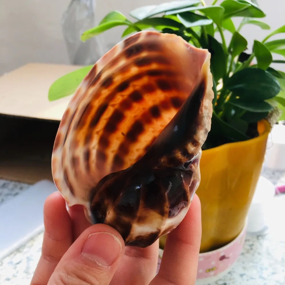 Улитка окаменелых моллюсков семейное украшение с природной красоты