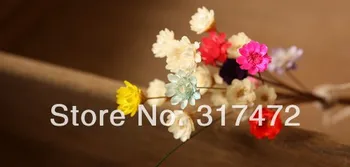 

Free mail!!!! Dried flowers small tender, Daisy the glass filler DIY