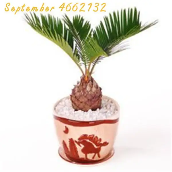 10 Pcs Mini Cycas bonsai, Sago Palm Tree plant,the budding rate 97%,Cycads Tree For Home Garden Big Bonsai