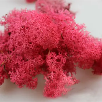 

Free Shipping 500G/box DIY Preserved Natural Real Moss Multi-colors Flower for Exhibition Party Wedding Decoration