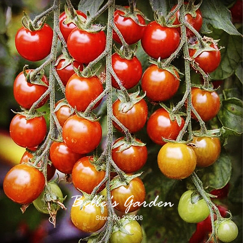 100pcs Tomato Seeds Suncherry Premium Sweetest 100pcs Tomato Seeds Suncherry Premium Sweetest Cherry Home Garden Fruit Vegetable In Bonsai From On