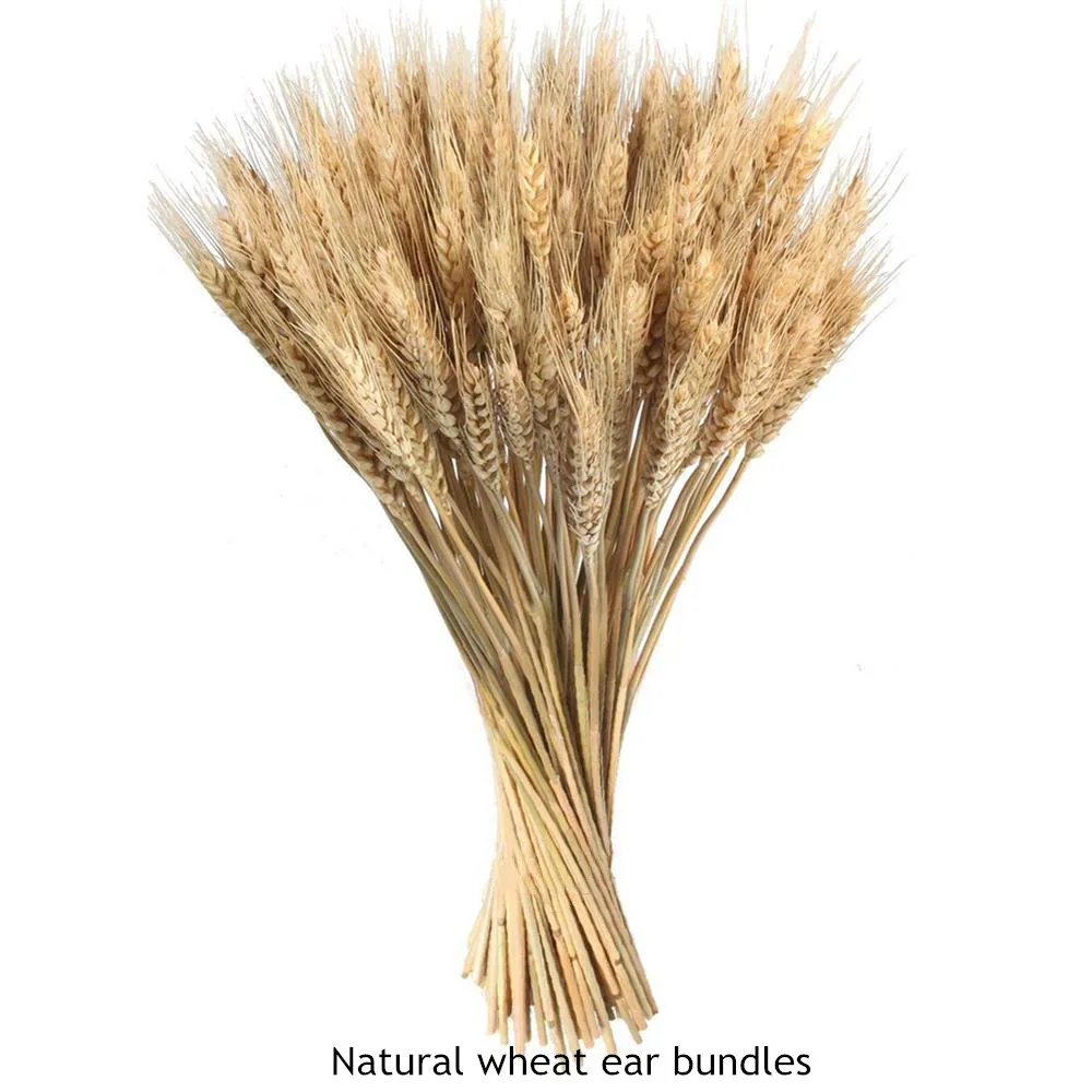 

Low price raw color wheat ears flower natural dried flowers home decor wheat bouquet 100pcs/pack