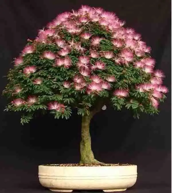 

25 pcs Albizia (Acacia) Julibrissin Tree (mimosa/persian Silk Tree) Mini Potted Bonsai Flower ,diy Home Miniature Garden plant