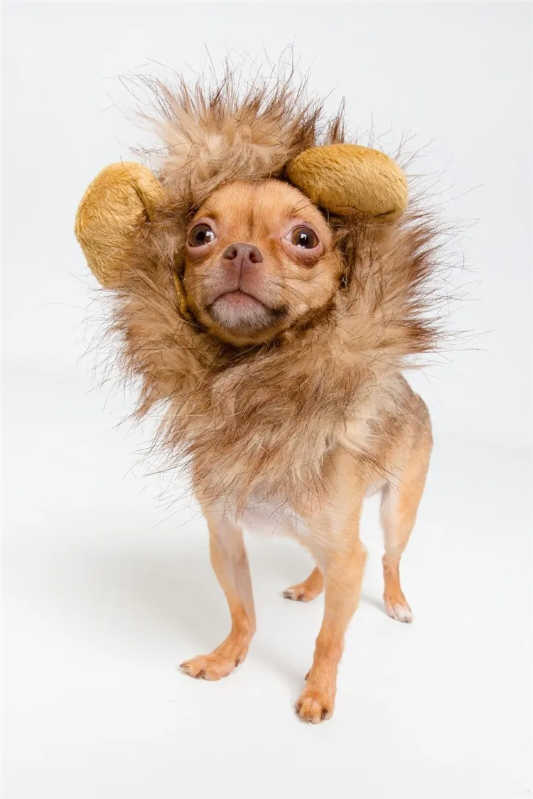 pet clothes06