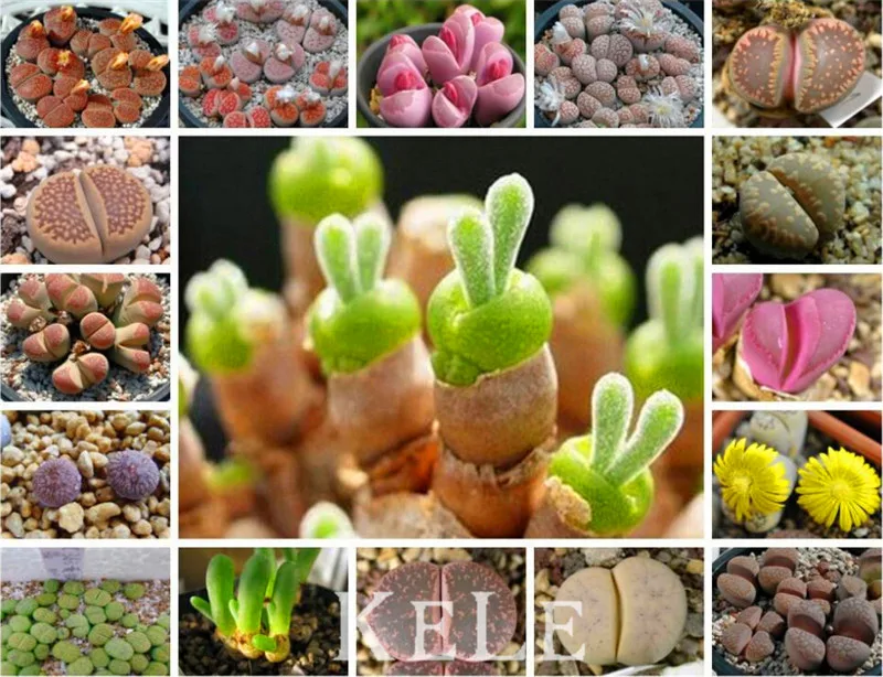 

200 Pcs/bag Lithops Pseudotruncatella Bonsai Living Stone (Lithops) Rare Succulent Plantas Home Garden Plant Plants,#STIG1R