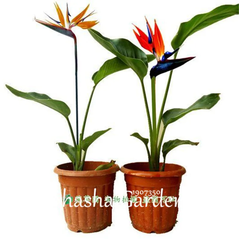 

100 pcs/Bag Strelitzia Reginae Bonsai Indoor Potted Plant Flowers Bird of Paradise Bonsai Easy To Grow Flowers flores Bonsai