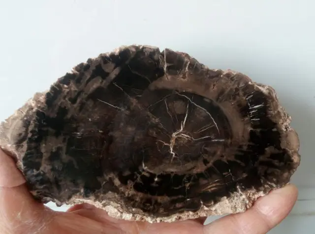 Best Price Petrified Wood Round Fossil Specimen Madagascar 301.0g Best Price Petrified Wood Round Fossil Specimen Madagascar 301.0g