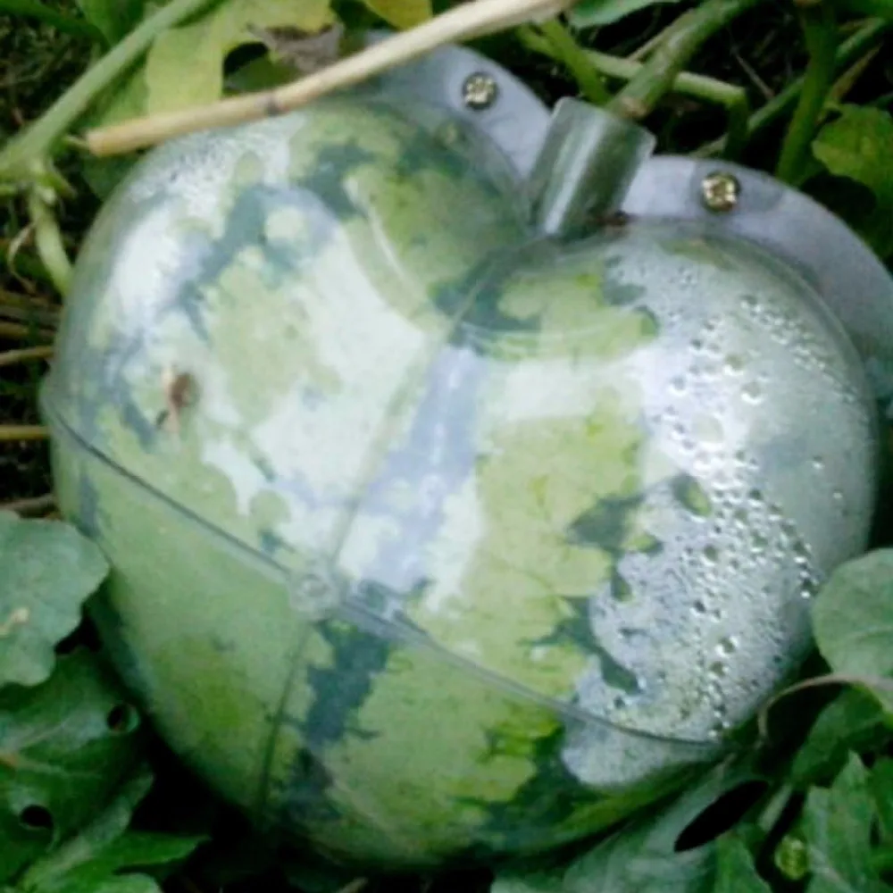WHISM, большой размер, пластиковая прозрачная форма в форме сердца, квадратная форма для выращивания арбуза, Прозрачная форма для выращивания фруктов, формирующая форма, садовый поставщик