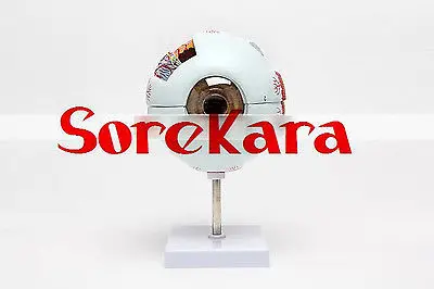 

6:1 Human Anatomical Eyeball Dissection Medical Organ Teach Model School Hospital Hi-Q