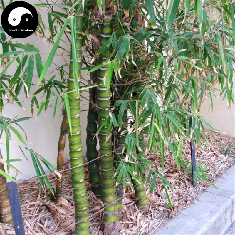 Купить Будда бамбуковое дерево Semente 100 шт Завод Bambusa Ventricosa для Luohan бамбук