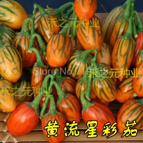 

Meteor yellow color yellow potted tomato eggplant eggplant bonsais thumb 100pcs
