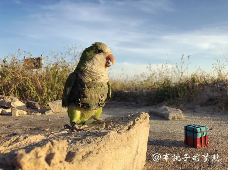Custom bird parrot clothes armor tactical vest camouflage to survive and eat chicken pet supplies bird pigeon rings