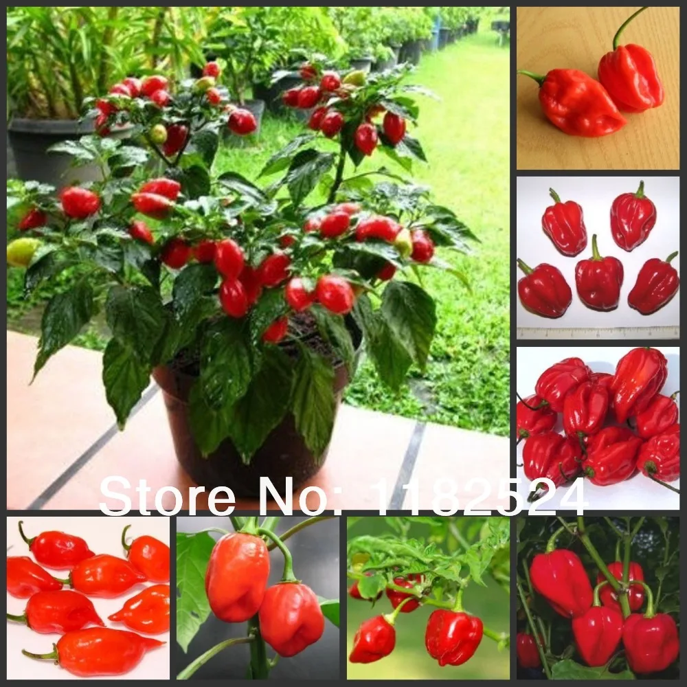 

New Courtyard Plant Small Courtyard Excluded Dishes Sementes Hot Chilli Pepper - Habanero Vegetable plants (100pcs)