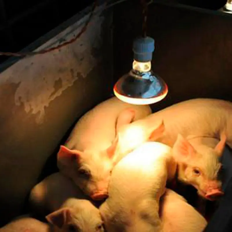 Освещение для фермы Термальность сохранение свинья курица лампа теплоты легкого применения с инфракрасным излучением светодиодный люк с рисунком собачки и котика 100/150/200/250W