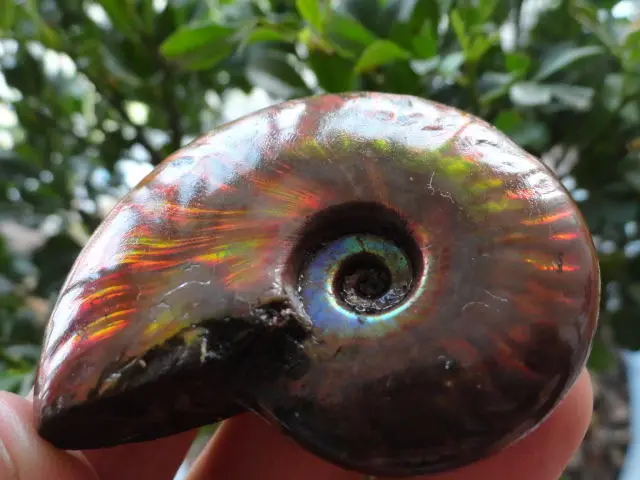 45-40G Madagascar Crema Arcobaleno Luce Fuoco Ammonite Fossile