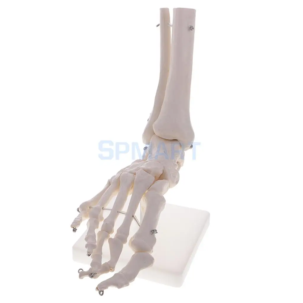 1:1 Human Knee Joint Skeleton +Human Foot & Ankle Joint Model School Teaching Display Lab Supplies Kits