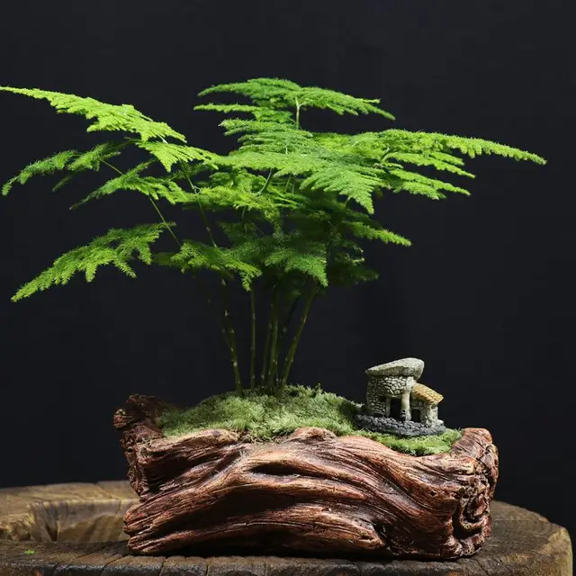 Asparagus fern bonsai tree seedsplants plantas indoor plants garden