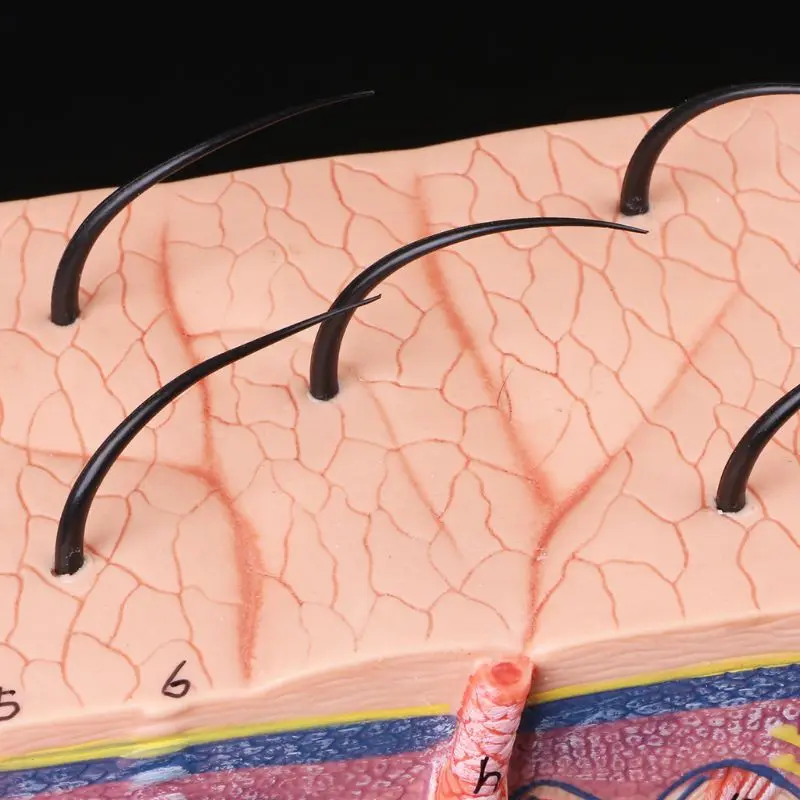50X модель человеческой кожи блок увеличенные Пластик анатомический анатомия медицинские учебного пособия 20x9,5x21 см