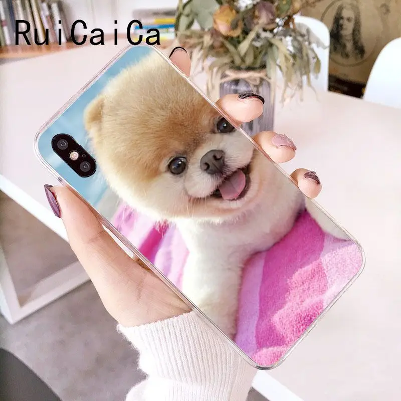 Pomeranian dogs dog