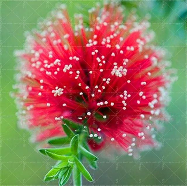 New Arrival 20Pcs Rainbow Acacia bonsai plants,Beautiful