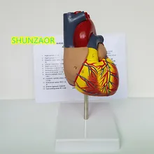 Съемное человеческое Анатомическое Сердце в натуральную величину анатомическая вязка модель органа обучение медицине