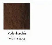 100 грамм набор Dunaliella salina полирахис vicina - Цвет: 100g Polyrhachis vic