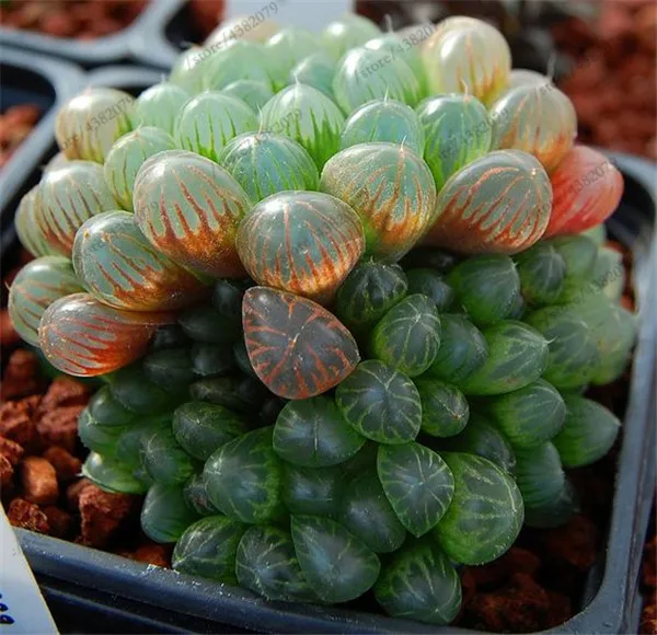 100 pcs/Bag Office Desktop Flowers Herb Succulents Bonsai Anti Radiation Computer Haworthia Cymbiformis Purify The Air 100 pcs/Bag Office Desktop Flowers Herb Succulents Bonsai Anti Radiation Computer Haworthia Cymbiformis Purify The Air