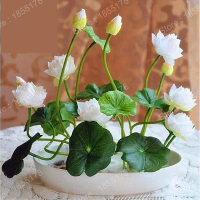 Chinois mini lotus Graines de fleurs rares vrai Bonsaï fleur couleurs mélangées diy Maison et Jardin de fleurs vivaces Graines 5 pcs/sac