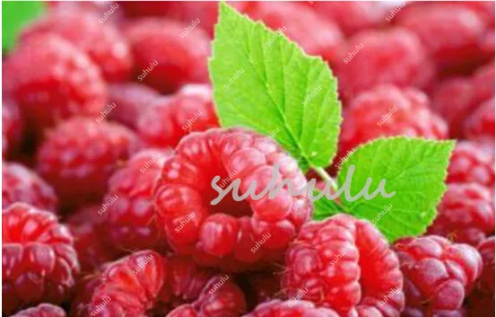 100 Pcs/Lot Genuine Wild Raspberry Bonsai, Sweet Fruit Plants For Home & Garden - Bonsai Fruit Plant Four Seasons Easy Grow 100 Pcs/Lot Genuine Wild Raspberry Bonsai, Sweet Fruit Plants For Home & Garden - Bonsai Fruit Plant Four Seasons Easy Grow